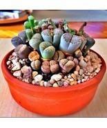 Rare Lithops Mix succulent cactus Exotic living stones desert rock seed 50 Seeds - £17.15 GBP