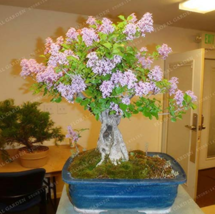 50 Colorful Bonsai Lilac Plant Japanese Lilac (Extremely Fragrant) Clove Flower  - £3.18 GBP