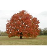 HT Red Maple 10 Seeds Fresh This Season'S Harvest From My Garden Seeds - $11.82