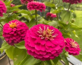 100 DAHLIA FLOWERED ZINNIA SEED MIX NON GMO HEIRLOOM - $2.47