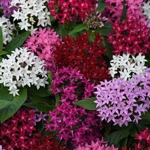 25 Pelleted Seeds Lucky Star Mix Pentas Seeds NEW FOR 2018 - £28.60 GBP