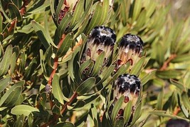 GIB Protea lepidocarpodendron | Tree Pincushion | 20 Seeds - £11.99 GBP