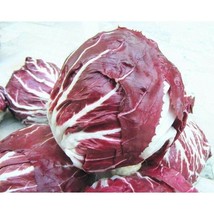 KKG Radicchio Palla Rosa Premium 200 Seeds 100% Organic Fresh Garden - $149.55 MXN