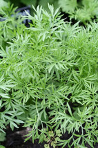 Simple Pack 240 seed Herb Herb coriander confetti - £6.32 GBP