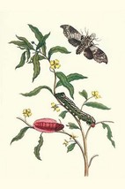 Primrose Willow or water purslane with a Banded Sphinx by Maria Sibylla Merian - - £17.68 GBP+