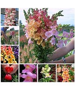 Bonsai 100 Pcs Mixed Antirrhinum Snapdragon Jardin Fragrant Dwarf Flower... - €4,94 EUR