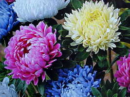 Chrysanthemum Flower Seed Known As Dachess Mix Color Cluster1000 Seed Asteraceae - £7.78 GBP