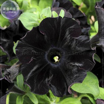 Super Black Cat Petunia 100 Garden - $6.99