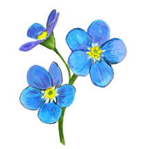 Forget Me Not Flower Printed Vinyl Decal Car Wall Window Sticker - £5.55 GBP+