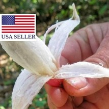 Bromelia Karatas Bromelia Taste Piñuelas Plumier S Bromelia 5 Seeds Fresh Seeds  - $15.84