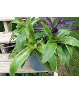 Moses-in-the-Cradle Starter Houseplant - $5.24