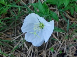 Snow White Evening Primrose - Oenothera speciosa Alba - 5+ seeds Ed 048 - £1.61 GBP