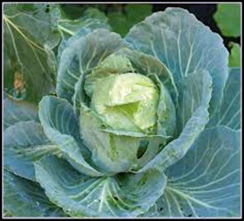Primary image for CABBAGE SEED, GOLDEN ACRE CABBAGE, HEIRLOOM, ORGANIC, NON GMO, 50+ SEEDS