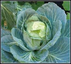 Cabbage Seed, Golden Acre Cabbage, Heirloom, Organic, Non Gmo, 50+ Seeds - £1.80 GBP