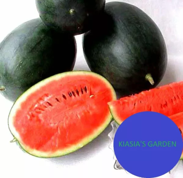 Black Diamond Watermelon Seeds Non Gmo Heirloom Seeds Fresh Garden - £6.36 GBP