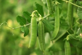 Early Frosty Garden Pea Seeds, Easy Grow, NON-GMO, Variety Sizes, Free Shipping - £1.38 GBP+