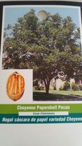 CHEYENNE PAPERSHELL PECAN TREE Shade Nut Trees Live Plant Plants Pecans ... - $169.70