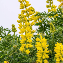 Heirloom Yellow Blue White Lupine Flowers  - 20 Seeds - $6.00