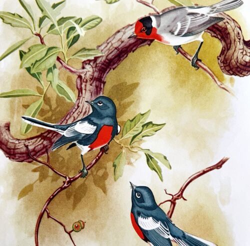 Primary image for Painted Redstart Red Warbler 1957 Lithograph Bird Art Print John H Dick DWDD4