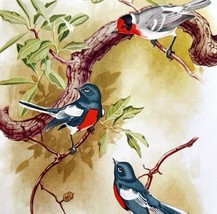 Painted Redstart Red Warbler 1957 Lithograph Bird Art Print John H Dick ... - £39.61 GBP