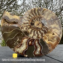 Giant fossil cut &amp; polished single ammonite, amonite, cephalopod - $192.51