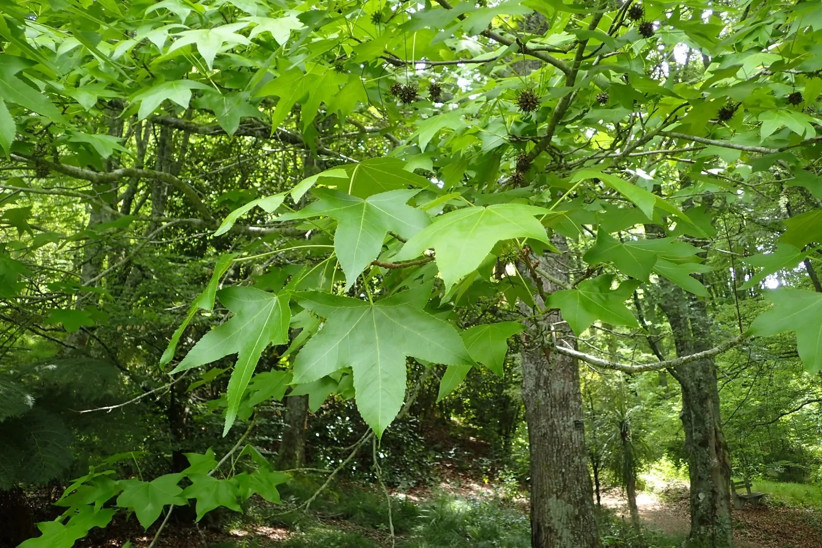 30 American Sweetgum Seeds Or Liquidambar Styraciflua USA Seller - £6.35 GBP