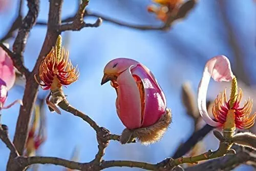 5 Yulan Magnolia Tree Seeds To Plant Spring Buds Look Like Pink Birds Us... - £15.43 GBP