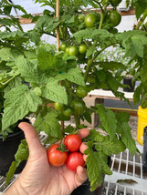 50 Seeds Raspberry Beret Tomato Vegetable Tomatoe Garden Fresh USA Shipping - $9.89