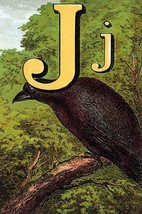 J for the Jackdaw, perky and bold by Edmund Evans - Art Print - £17.52 GBP+