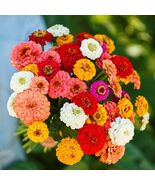 Zinnia Elegans Pumila Mix Cut And Come Again 200 Seeds  - $8.67 CAD