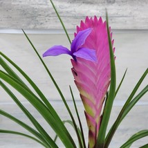 VP Pink Quill Bromeliad, Tillandsia Cyanea Live Plant In 4&quot; Pot - £19.33 GBP