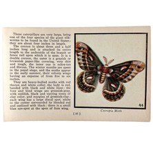 The Cecropia Moth 1934 Butterflies Of America Antique Insect Art PCBG14C - £15.89 GBP