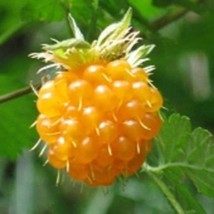 20 Salmonberry Russian Raspberry Rubus Spectabilis Fruit Seeds Purple Fl... - $14.90