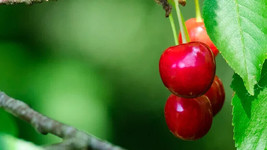 10 North Star Cherry Seeds - £9.47 GBP