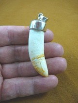 (g968-35-21) Big 2-5/8&quot; GATOR Alligator Tooth Teeth SILVER CAP pendant J... - $168.99