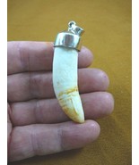 (g968-35-21) Big 2-5/8&quot; GATOR Alligator Tooth Teeth SILVER CAP pendant J... - $233.83 CAD