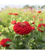 100+ Benary Giant Scarlet Zinnia Seeds – Vibrant Large Garden Flowers - $23.13 CAD