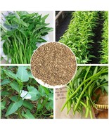 Water Spinach Seeds – Kangkong - Rau Muong – Non-GMO, Annual - $7.00+