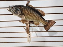 Real Skin smallmouth bass 16&quot; Taxidermy Wall Mount Fish Real - £298.91 GBP