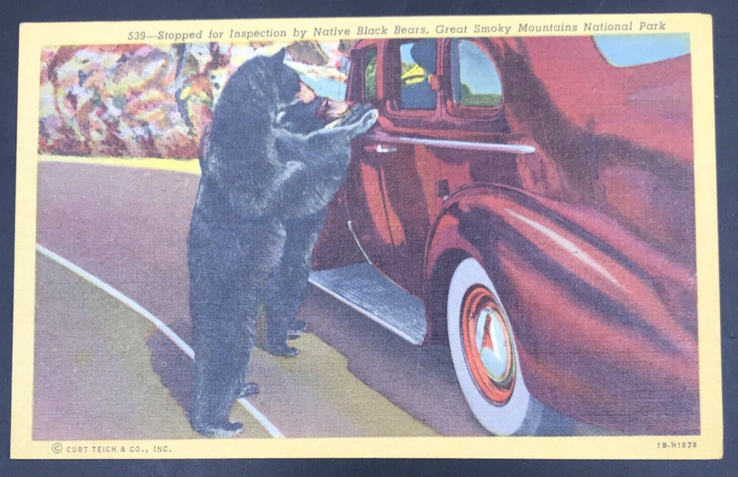 Primary image for Black Bears Inspecting Car Great Smoky Mountains National Park Linen Postcard