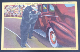 Black Bears Inspecting Car Great Smoky Mountains National Park Linen Postcard - £6.04 GBP