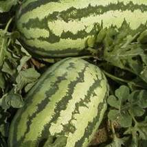 Ship From Us 8 Oz Seeds - Jubilee Watermelon -NON-GMO, Vegetable / Fruit, TM11 - £62.62 GBP