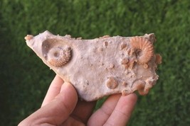 Rare Cretaceous Fossils Plate – Douvilleiceras Ammonite with Gastropods,... - $599.12 MXN