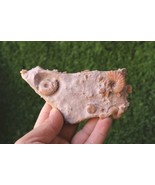 Rare Cretaceous Fossils Plate – Douvilleiceras Ammonite with Gastropods,... - $45.99 CAD