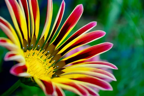 100 Gazania Seeds Made In Usa Fresh Seeds - £17.66 GBP