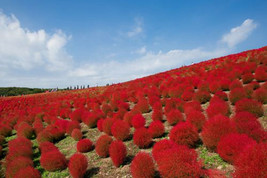 Burning Bush Seeds 50 Kochia Trichophylla Red Bush Patio Containers Or Hedge Fre - $3.98