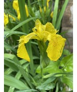 (5) Live Louisiana Yellow Flag Iris Aquatic Plant Pond Koi Filter Bog Wa... - $27.54