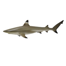 CollectA Blacktip Reef Shark Figure (Medium) - £26.60 GBP