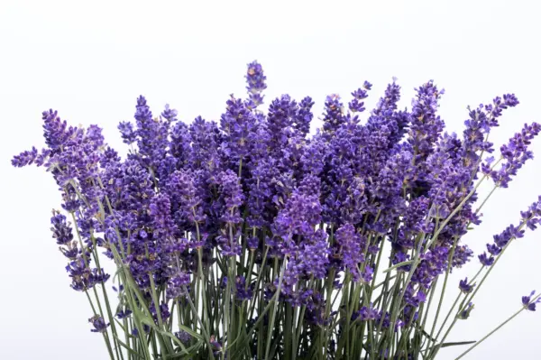 300 Italian Lavender Lavandula Angustifolia Blue Purple Flower Herb Seeds Fresh - £7.99 GBP