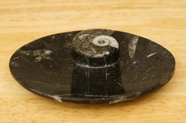 Ammonite Orthoceras Fossil on Coquina Stone Oval Pin Tray Trinket Dish P... - $24.74